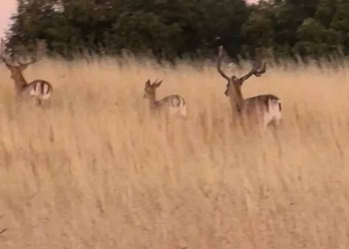 Luzin 2-5 Pers - Luxus, Steg, Boot Apartment